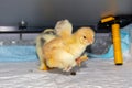New born bramha chicks of 4 days old Royalty Free Stock Photo