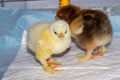 New born bramha chicks of 4 days old Royalty Free Stock Photo