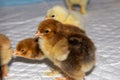 New born bramha chicks of 4 days old Royalty Free Stock Photo