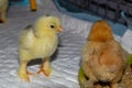 New born bramha chicks of 4 days old Royalty Free Stock Photo