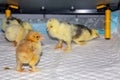 New born bramha chicks of 4 days old Royalty Free Stock Photo