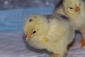 New born bramha chicks of 4 days old Royalty Free Stock Photo
