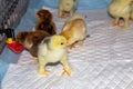 New born bramha chicks of 4 days old Royalty Free Stock Photo