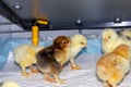 New born bramha chicks of 4 days old Royalty Free Stock Photo