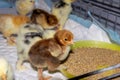 New born bramha chicks of 4 days old Royalty Free Stock Photo
