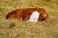 new born calf of Chandler Herefords cow breed, sleeping under spring sut at field. A baby cow sleeping on hay Royalty Free Stock Photo