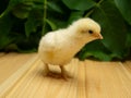 New born Chick on a background of plants Royalty Free Stock Photo