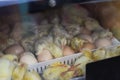 New born chick near eggshell in incubator