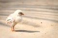 New born Chicken in outdoor poultry Royalty Free Stock Photo