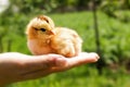 New born chicken in palms Royalty Free Stock Photo