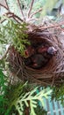 New born chicks of bulblu bird