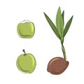 New born coconut. set. Vector illustration of a nut. Sprout and the beginning of life of a tree in the style of hand drawing