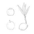 New born coconut. set. Vector illustration of a nut. Sprout and the beginning of life of a tree in the style of hand