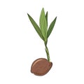 New born coconut. Vector illustration of a nut. Sprout and the beginning of life of a tree in the style of hand drawing