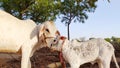 A new born cow baby with white young cow Royalty Free Stock Photo