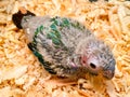 New born of Crimson conure parrot