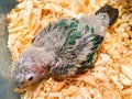 New born of Crimson conure parrot