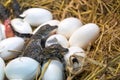 New born Crocodile baby incubation hatching eggs lying on the straw