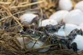 New born Crocodile baby incubation hatching eggs lying on the straw