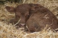 New born Dexter Red Calf, snug on straw bed