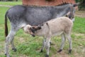New Born Donkey Suckling His Mother In A Farm In Asturias. Royalty Free Stock Photo