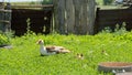 Small ducks with mom duck outdoor in on green grass background. Cute little duckling running on the lawn. Royalty Free Stock Photo