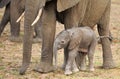New born elephant calf standing close to mum for protection in South Luangwa National Park Royalty Free Stock Photo