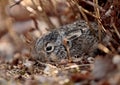 A new born european hare baby hiding in bushes