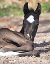 New born foal Royalty Free Stock Photo