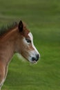 New Born Foal Royalty Free Stock Photo