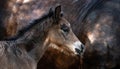 New born foal on a farm Royalty Free Stock Photo