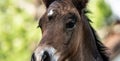 New born foal on a farm Royalty Free Stock Photo