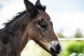 New born foal on a farm Royalty Free Stock Photo