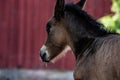 New born foal on a farm Royalty Free Stock Photo