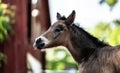 New born foal on a farm Royalty Free Stock Photo