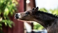 New born foal on a farm Royalty Free Stock Photo