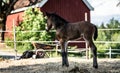 New born foal on a farm Royalty Free Stock Photo