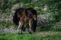 New born foal on a farm Royalty Free Stock Photo