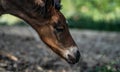 New born foal on a farm Royalty Free Stock Photo