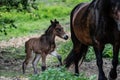 New born foal on a farm Royalty Free Stock Photo