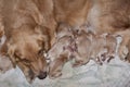 New born of golden retriever puppies first day lying with mom Royalty Free Stock Photo