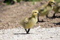 New Born Gosling in the Spring