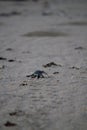 New born green sea turtle