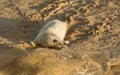 A newly born Grey Seal pup Halichoerus grypus lying on the beach at Horsey, Norfolk, UK. Royalty Free Stock Photo