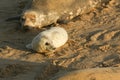 A new born grey seal pup Halichoerus grypus lying on the beach near its resting mother at Horsey, Norfolk, UK. Royalty Free Stock Photo