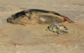 A new born Grey Seal pup Halichoerus grypus lying on the beach near its resting mother at Horsey, Norfolk, UK. Royalty Free Stock Photo