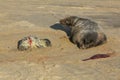 A new born Grey Seal pup Halichoerus grypus lying on the beach near its resting mother at Horsey, Norfolk, UK. Royalty Free Stock Photo