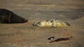 A Grey Seal pup, Halichoerus grypus, lying on the beach, whilst a Turnstone bird eats the afterbirth.