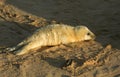 A new born Grey Seal pup Halichoerus grypus lying on the beach on a sunny day at Horsey, Norfolk, UK. Royalty Free Stock Photo