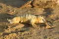 A newly born Grey Seal pup Halichoerus grypus lying on the beach on a sunny day at Horsey, Norfolk, UK. Royalty Free Stock Photo